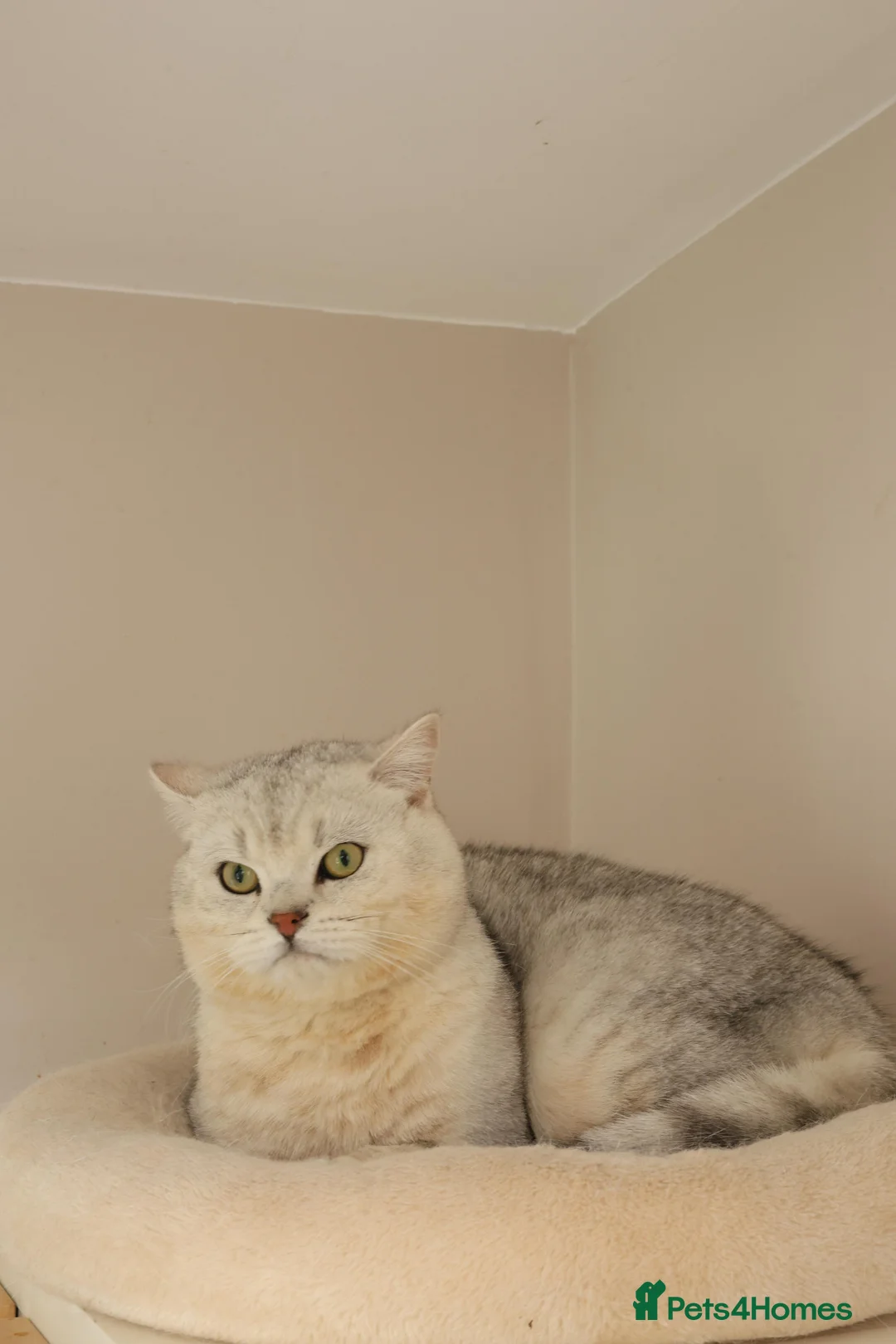 British Shorthair cats for stud: British shorthair black tipped in Nottingham - Advert 7