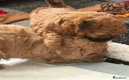 Maltipoo dogs for sale: Outstanding Malshipoo puppies - Image 20