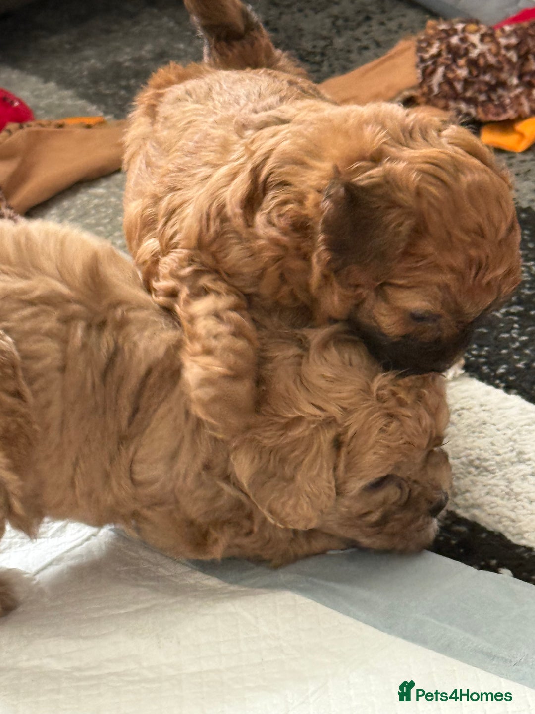 Maltipoo dogs for sale: Outstanding Malshipoo puppies - Image 20