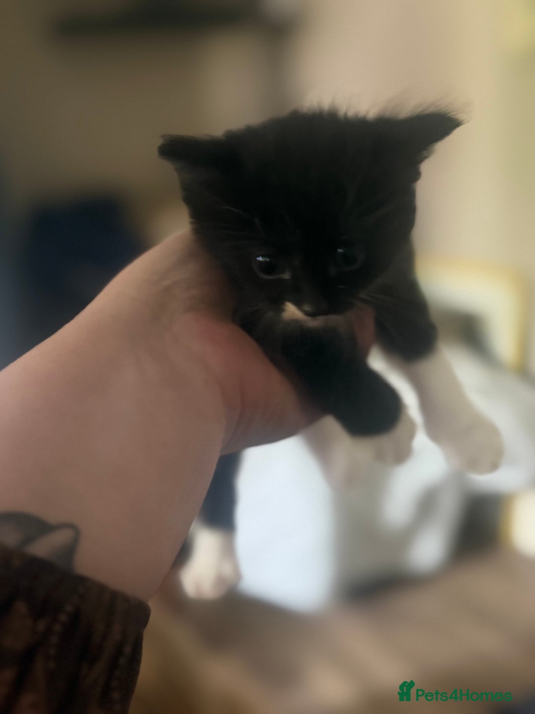 Mixed Breed cats for sale: 6 kittens all different colours  - Image 7