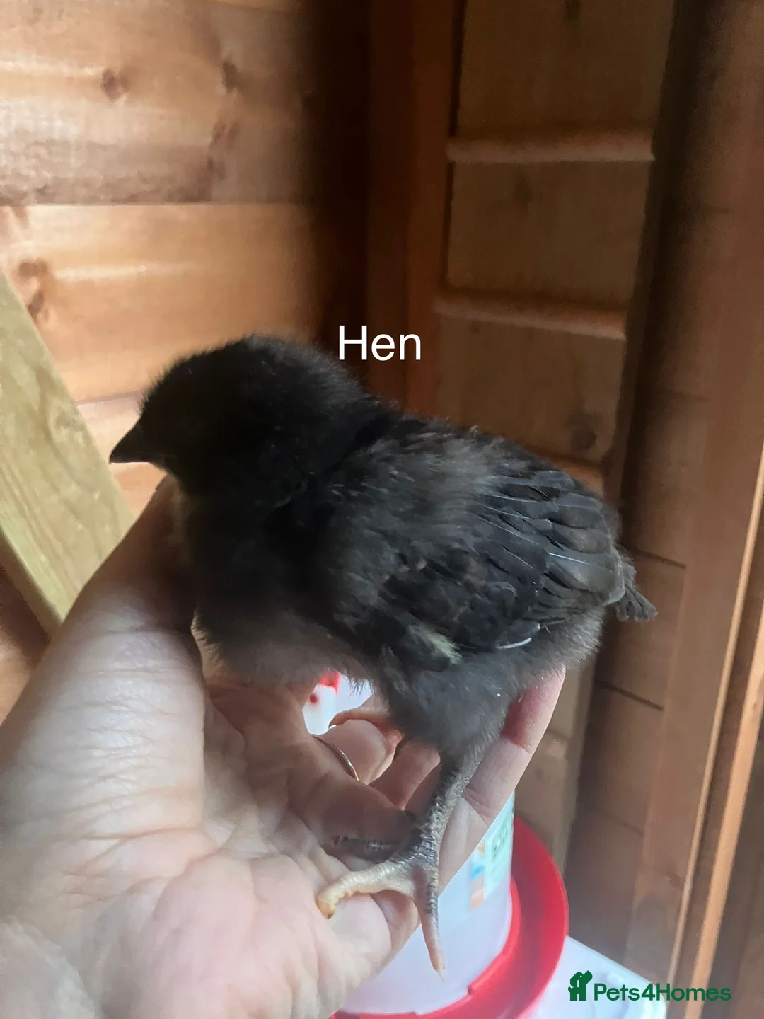 Chickens poultry for sale: French copper marans chick - Advert 4