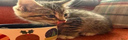 Mixed Breed cats for sale: Gorgeous Litter of BSH X Long Haired Kittens in Usk - Advert 7