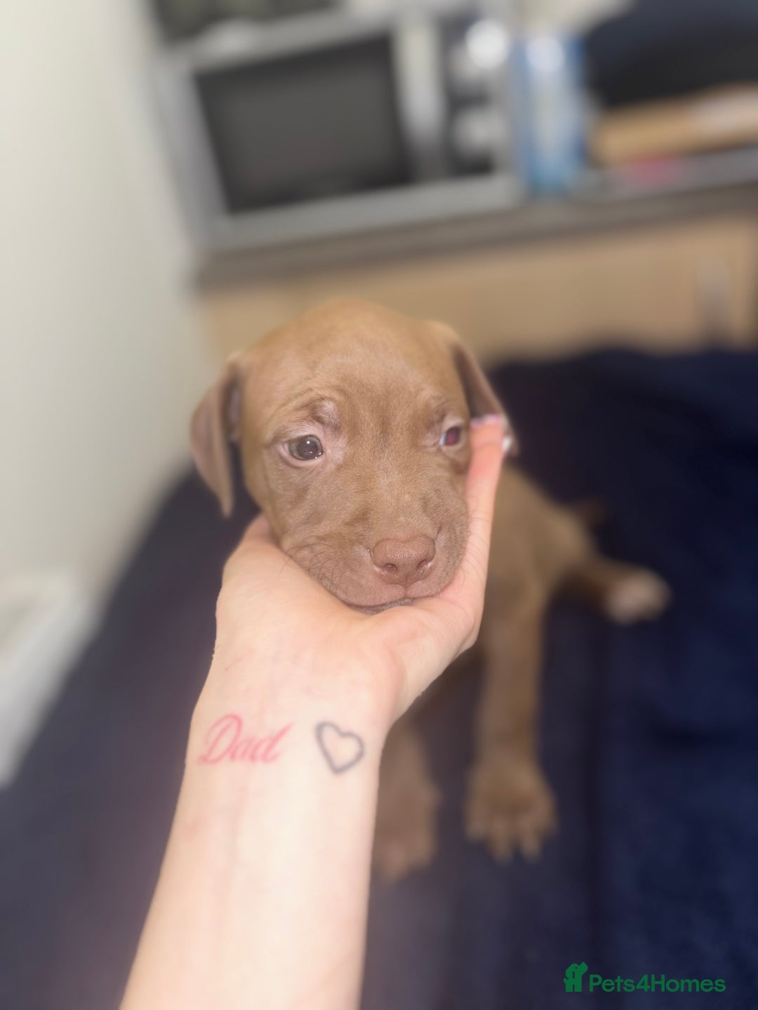 Mixed Breed dogs for sale: Staff puppies for sale!!!!! Weened and Ready now!! - Image 5