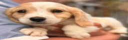 Mixed Breed dogs for sale: Cavapoo pups READY TO LEAVE  - Advert 4