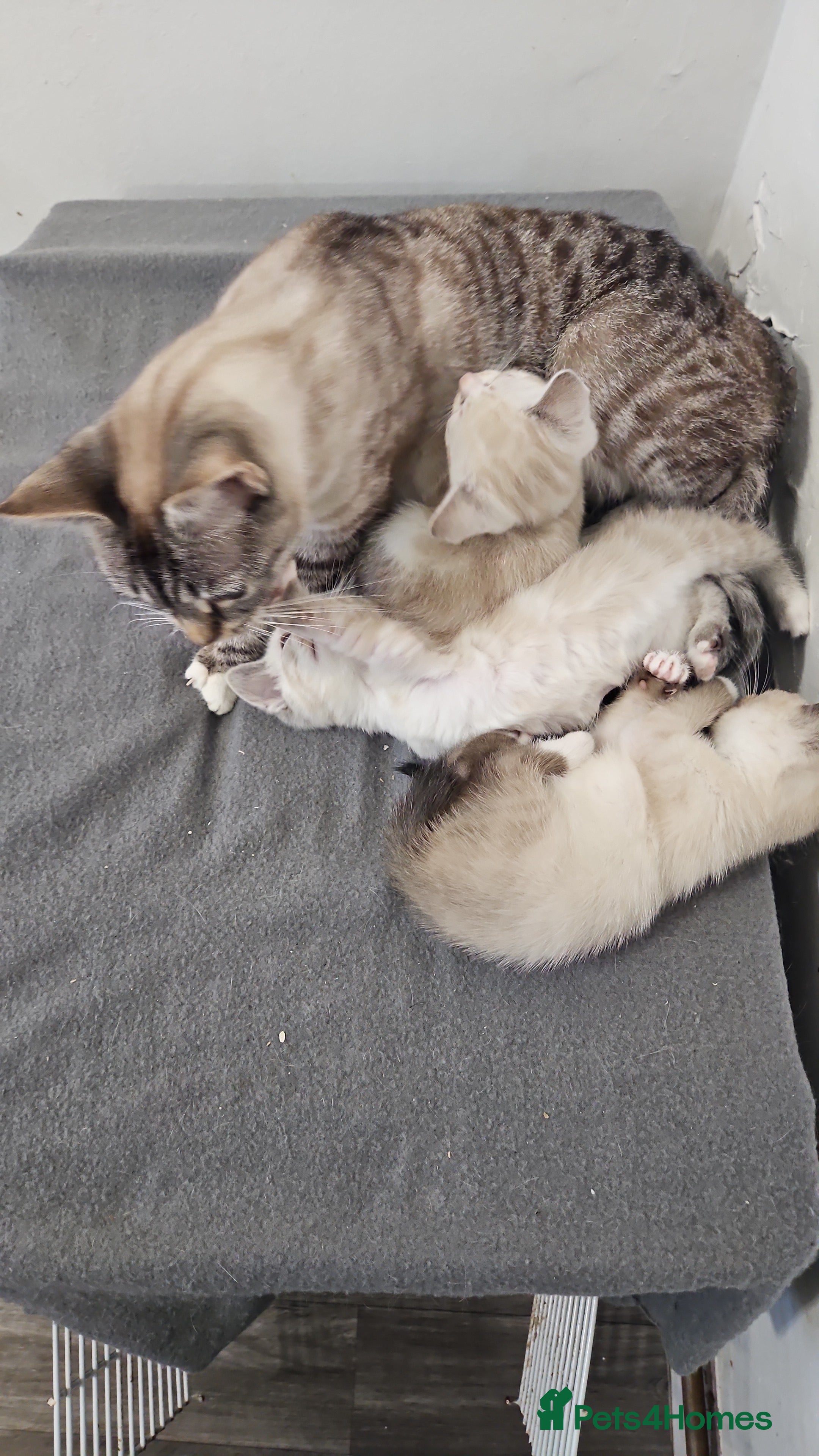 Mixed Breed cats Stunning kittens 😸 😍  - Advert 1