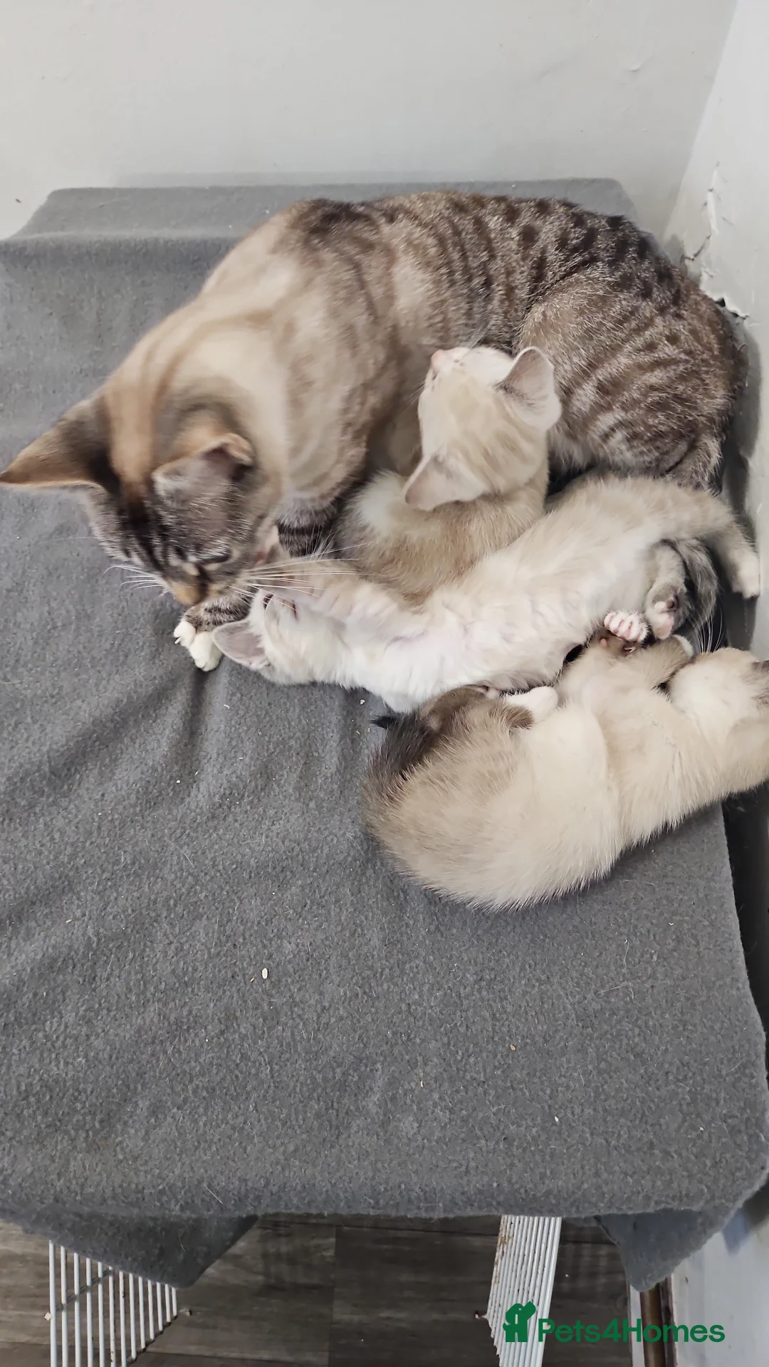 Mixed Breed cats for sale: Stunning kittens 😸 😍  - Advert 1