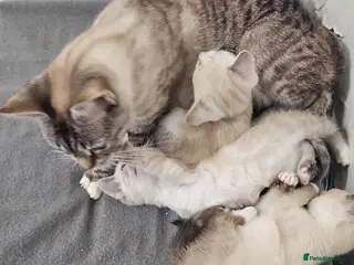 Mixed Breed cats Stunning kittens 😸 😍 - Advert 1