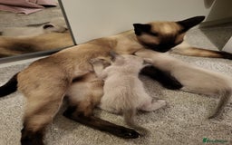 Siamese cats for sale: Old Style Siamese Kittens. Raised with love & care - Image 23