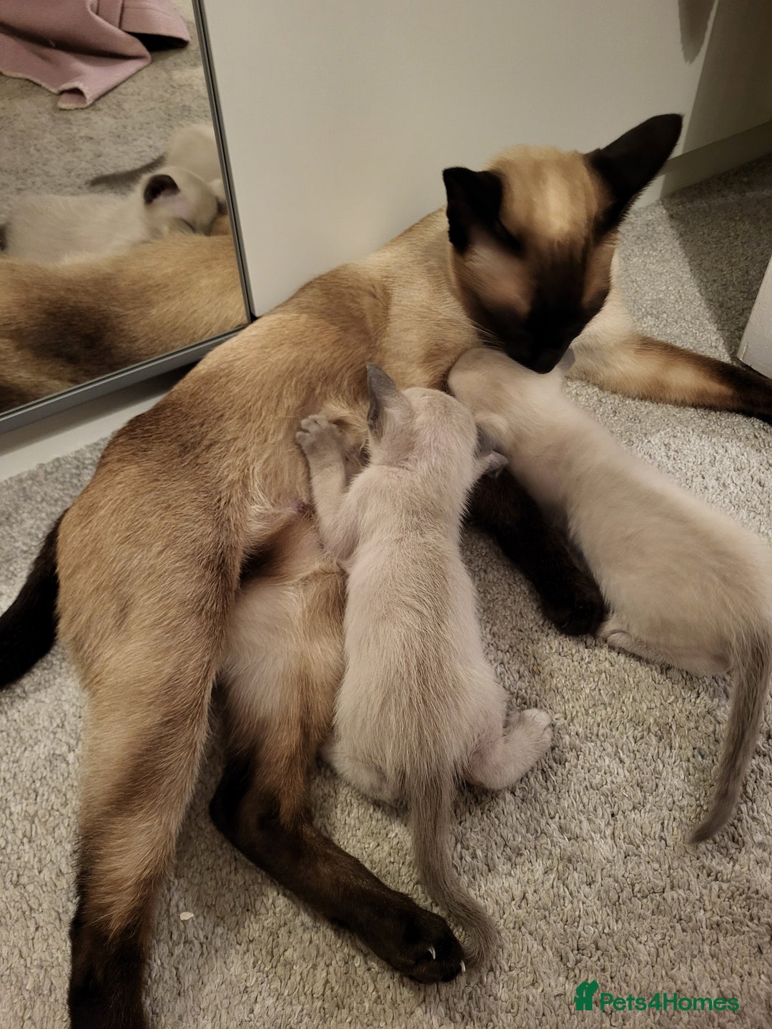Siamese cats for sale: Old Style Siamese Kittens. Raised with love & care - Image 23