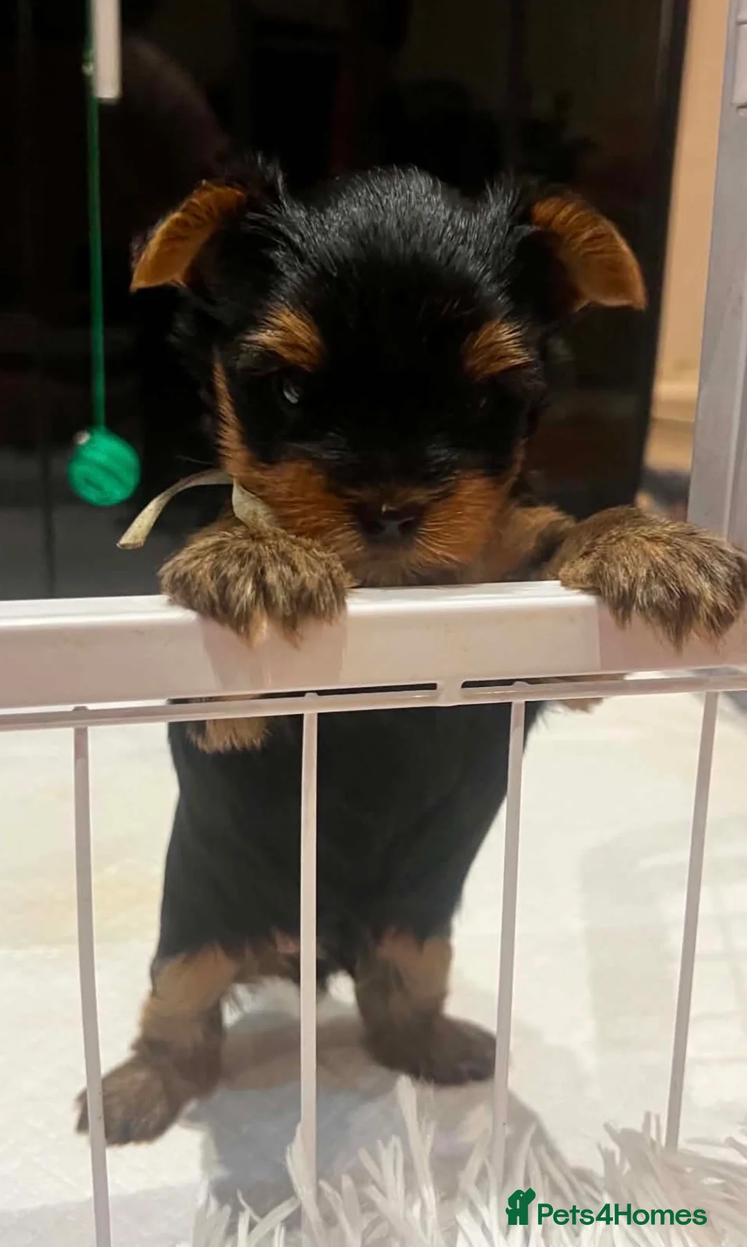 Yorkshire Terrier dogs for sale: 🐾✨  KC Registered Yorkshire Terrier Puppies ✨🐾   - Advert 1