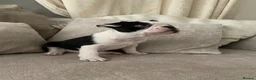 Mixed Breed dogs for sale: Frenchton’s . Boston X frenchie. - Advert 10