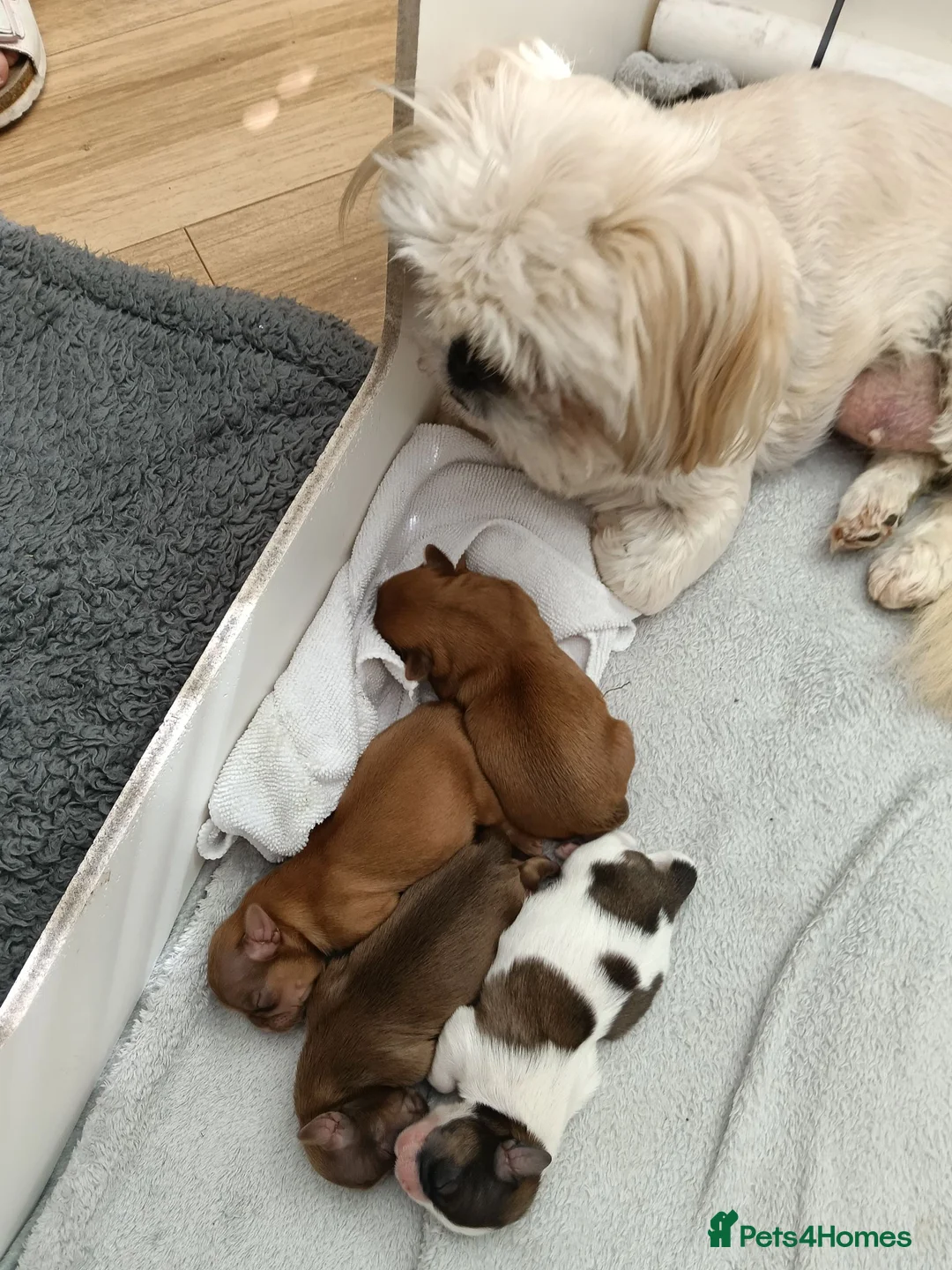 Shih Tzu dogs for sale: Imperial Shih Tzu puppies for sale - Advert 6