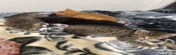 Mixed Breed cats for sale: Kittens for sale!  - Advert 25