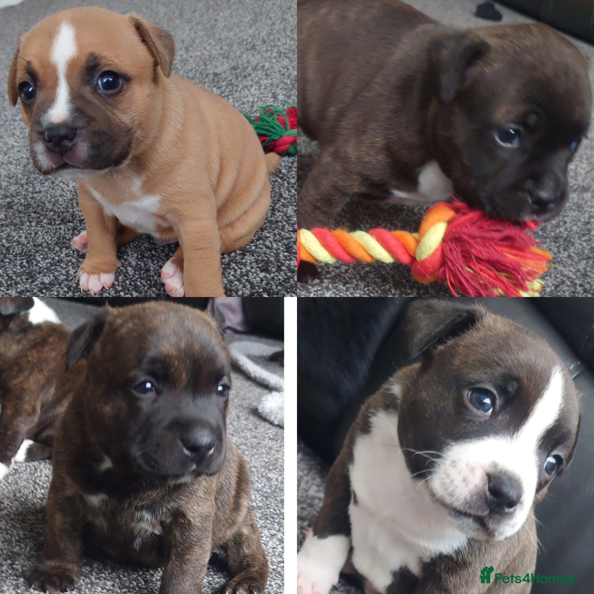 Staffordshire Bull Terrier dogs 6x full breed KC Staffordshire bull terrier pups - Advert 5
