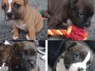 Staffordshire Bull Terrier dogs 6x full breed KC Staffordshire bull terrier pups - Advert 5