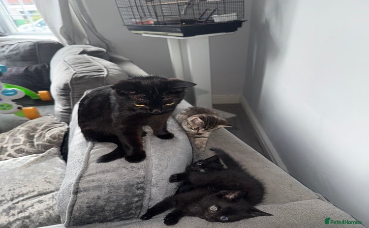 Mixed Breed cats - Advert 1