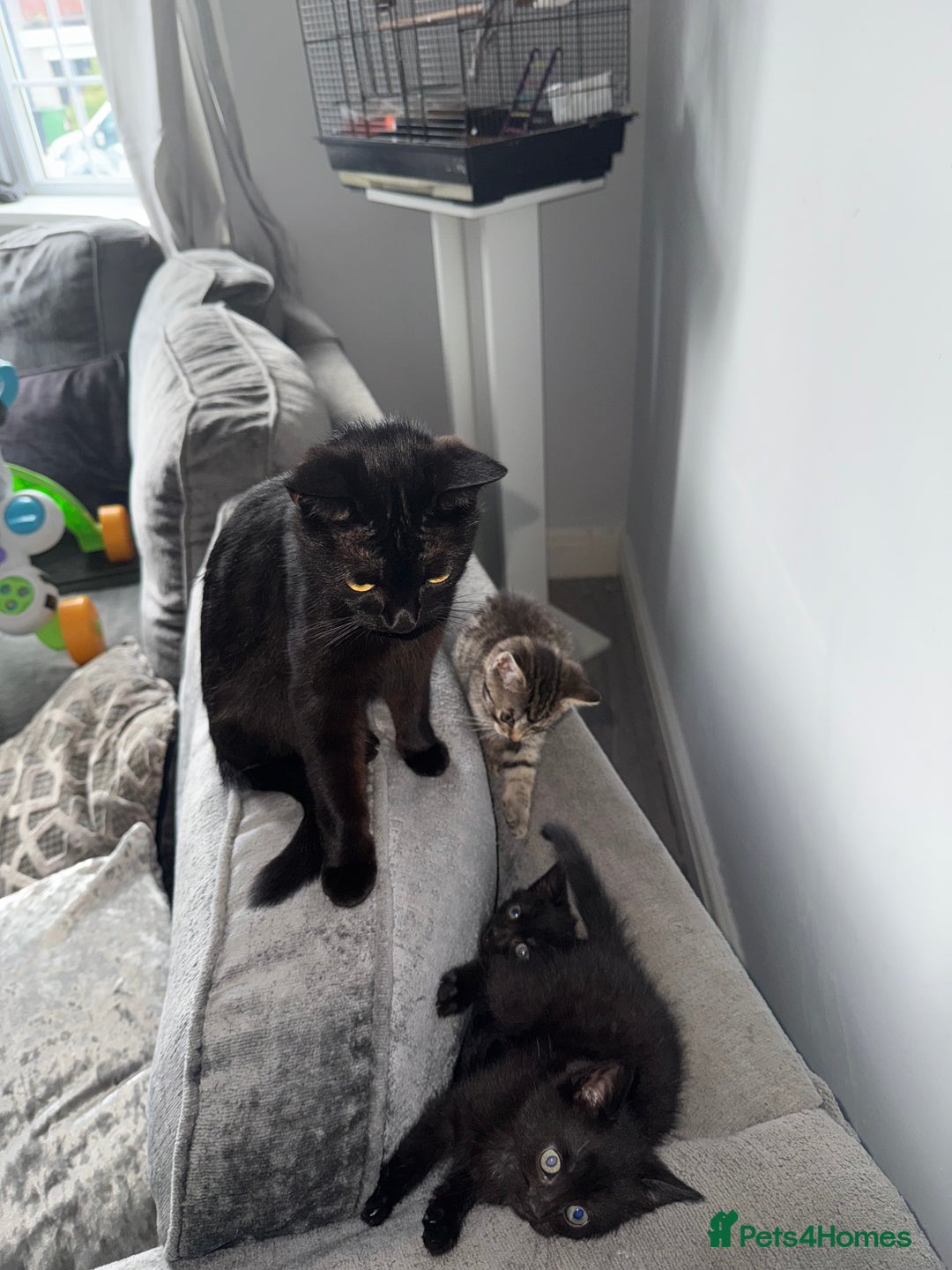 Mixed Breed cats for sale: 3 female kittens for sale  - Image 1