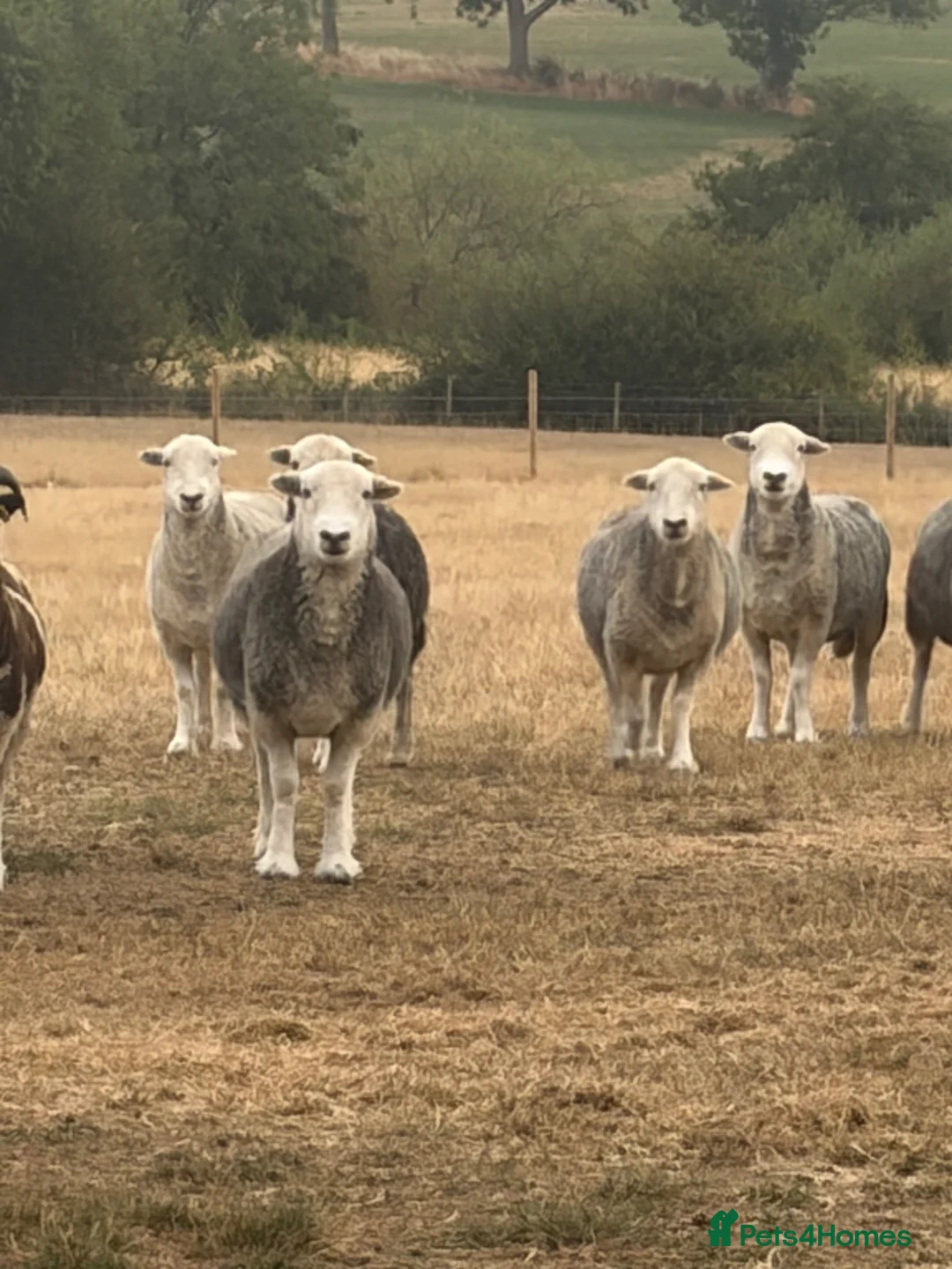 Sheep livestock for sale: Herdwick ewes  - Advert 3