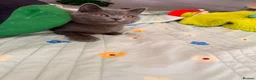 British Shorthair cats for sale: BRITISH SHORT HAIR FLUFFY BABY - Advert 9