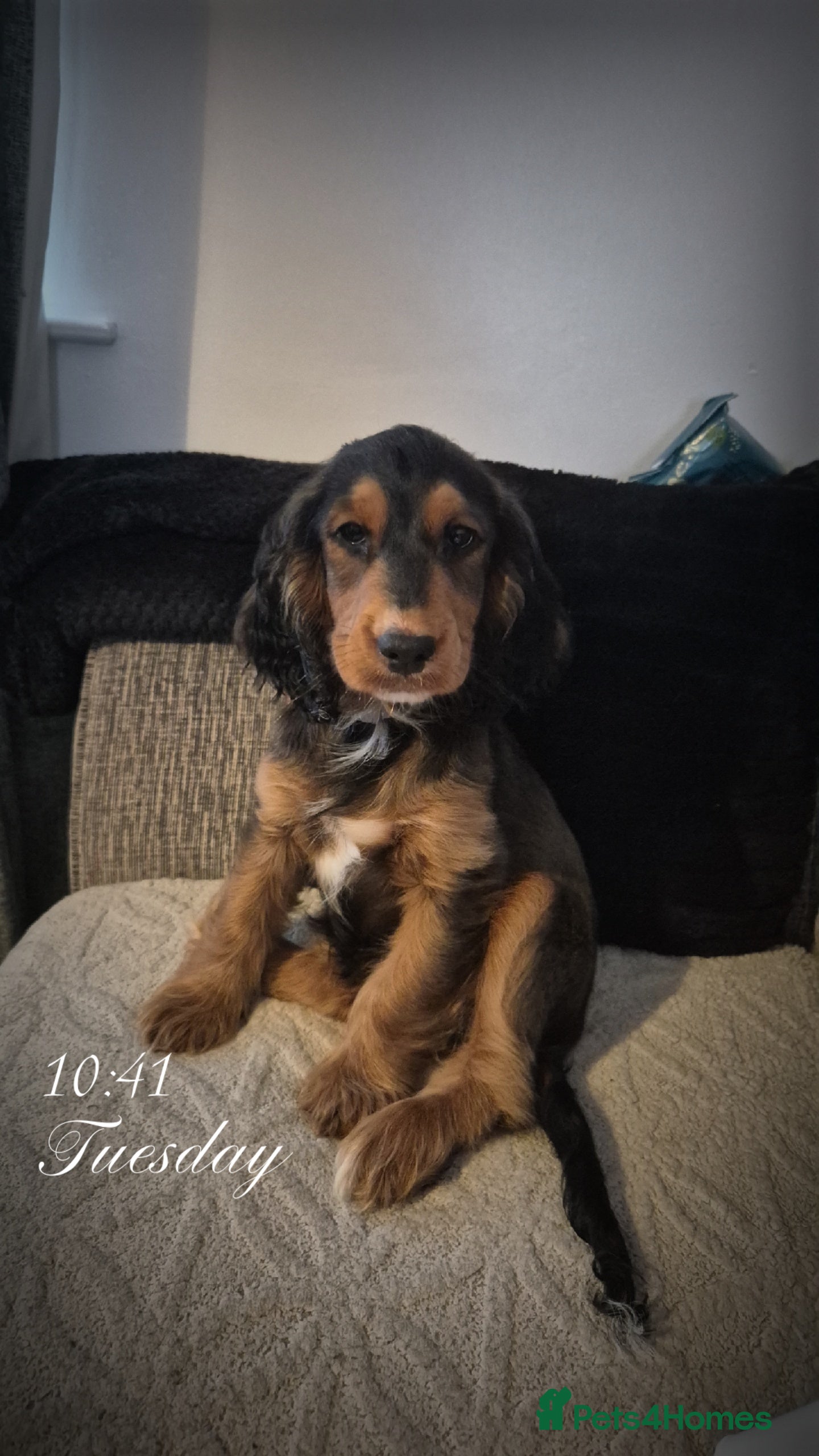 Cockapoo dogs Cockerpoo girls puppy - Advert 1