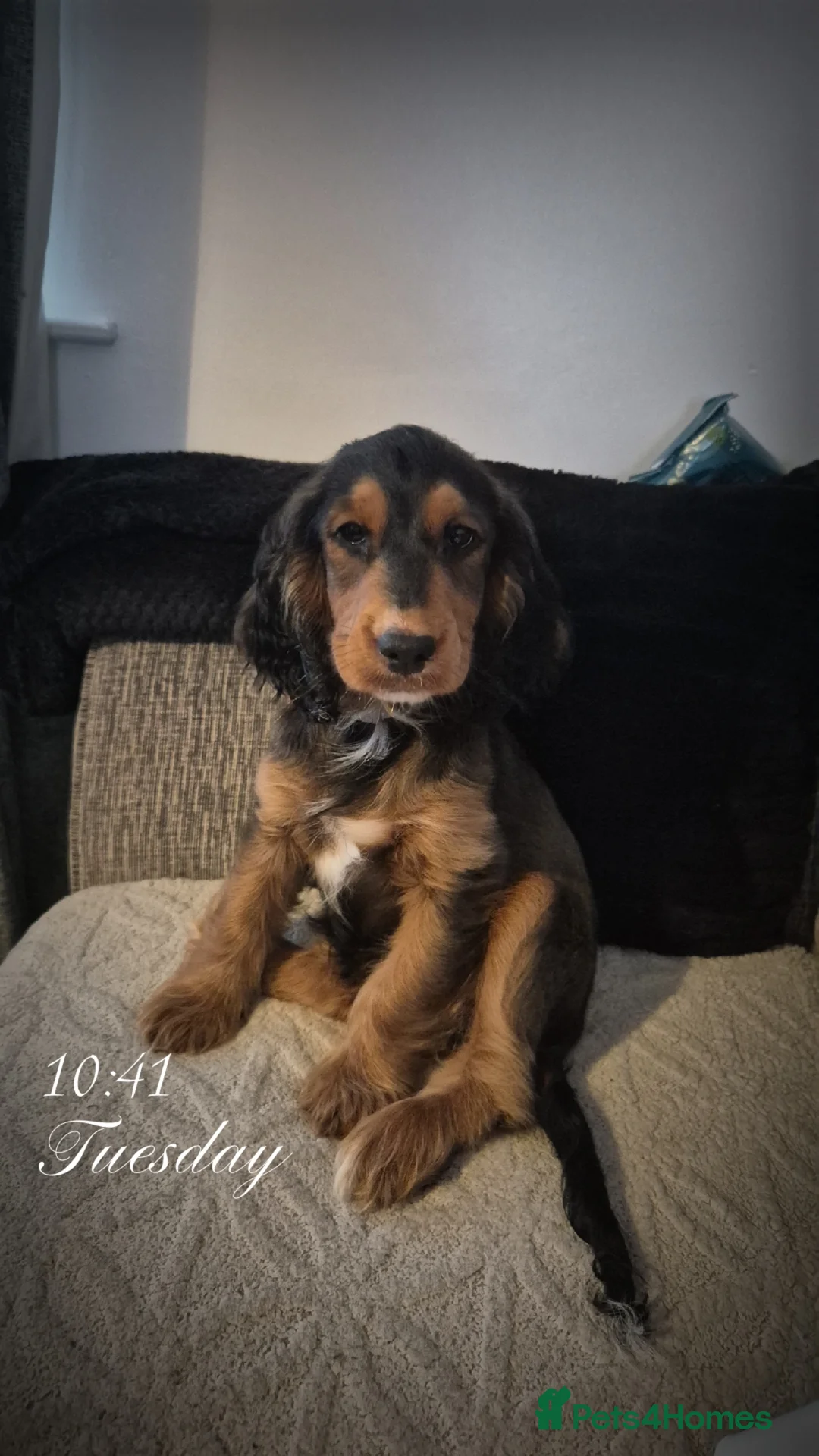 Cockapoo dogs for sale: Cockerpoo girls puppy - Advert 1