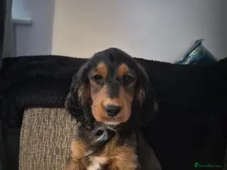 Cockapoo dogs Cockerpoo girls puppy - Advert 1