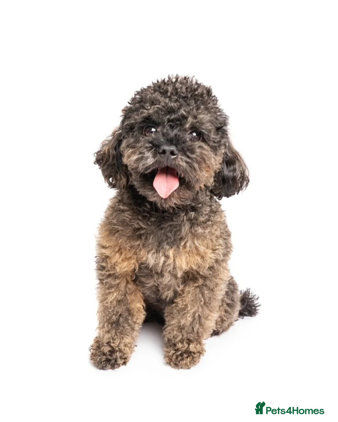 Toy Poodle dogs for stud: Russian Import Tiny Toy Poodle  - Advert 3