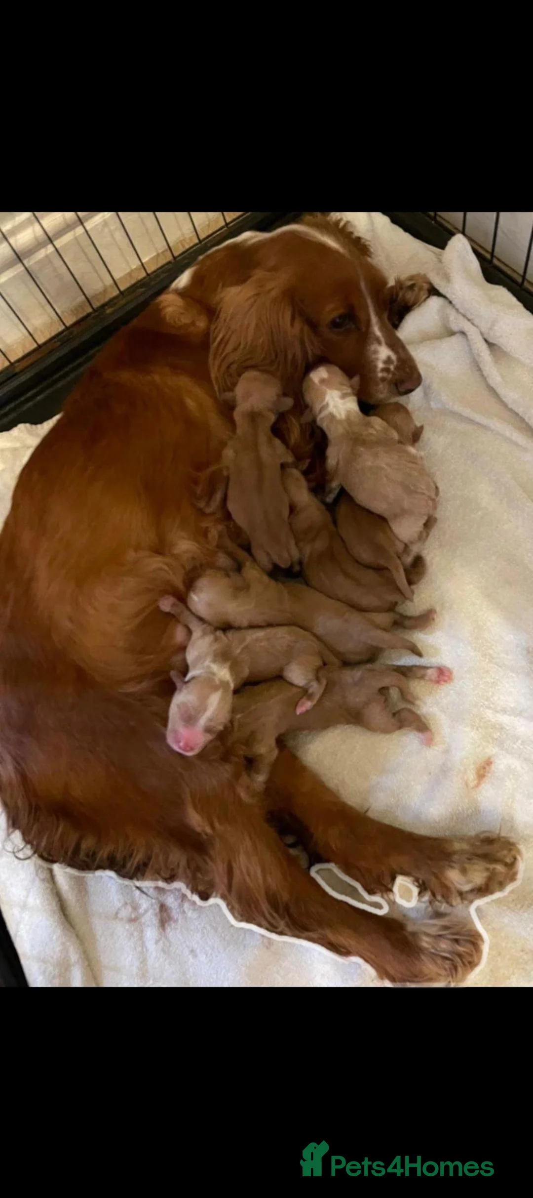 Cocker Spaniel dogs for sale: Health tested fox red cocker spaniel pups  - Advert 9