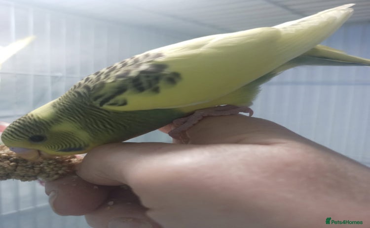 Budgerigars birds - Advert 13