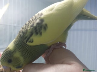 Budgerigars birds - Advert 4