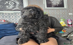 Standard Poodle dogs for sale: Last BOY ! KC registered Standard Poodles !  - Image 5