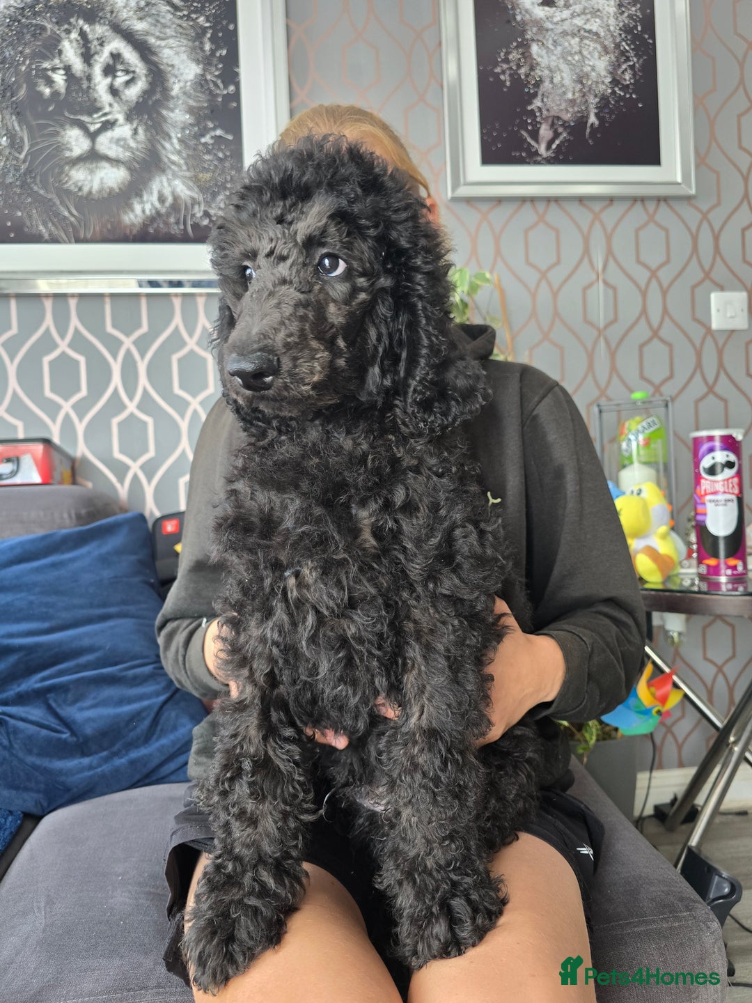 Standard Poodle dogs for sale: Last BOY ! KC registered Standard Poodles !  - Image 5