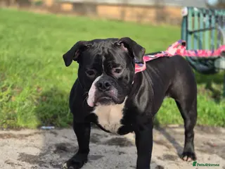 Olde English Bulldogge dogs Female 12 month olde english bulldog - Advert 1