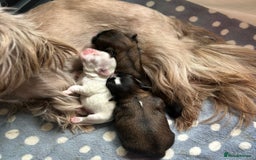 Shih Tzu dogs for sale: ✨Stunning Imperial puppies ✨ - Image 12