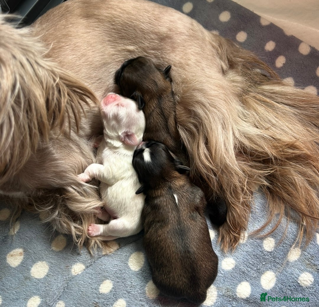 Shih Tzu dogs for sale: ✨Stunning Imperial puppies ✨ - Image 12