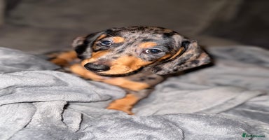 Miniature Dachshund dogs - Advert 6