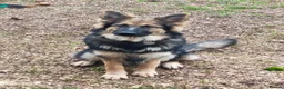 German Shepherd dogs for sale: Beautiful German shepherd puppies - Advert 14