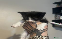 British Shorthair cats for sale: 7 week old kittens  - Image 5