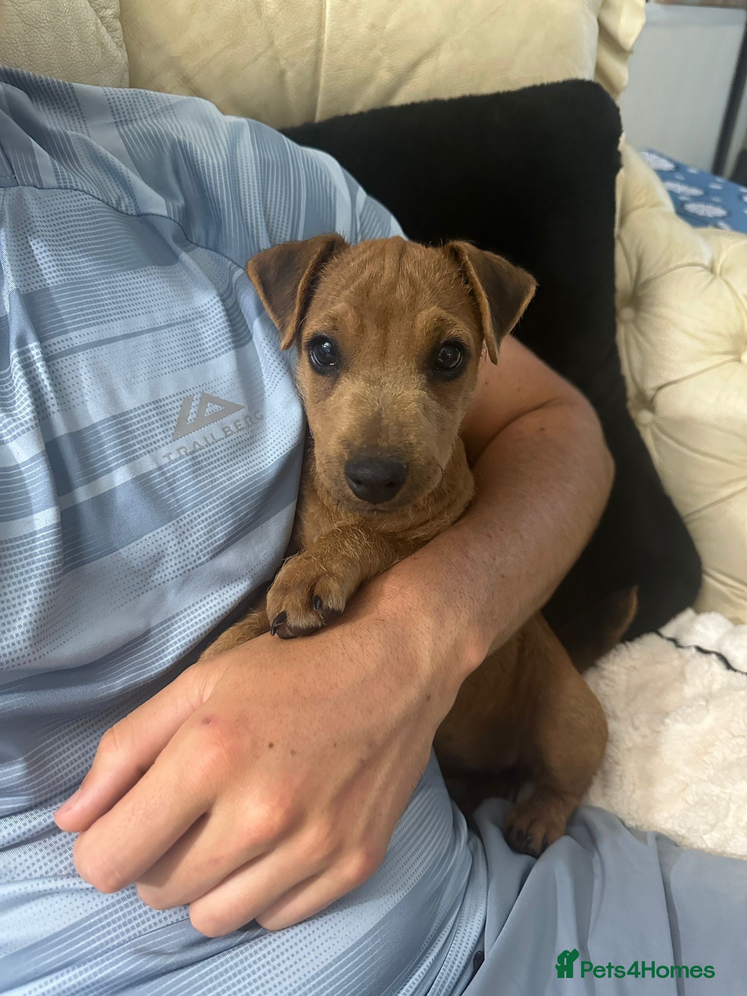 Lakeland Terrier dogs Last Available Lakeland Bitch Ready Now - Advert 11