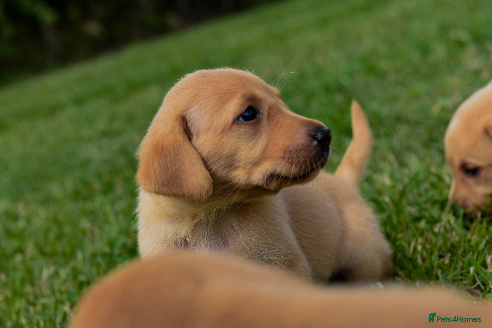 Labrador Retriever dogs Top Deep Red Quality Labrador Puppies KC Reg  - Advert 2