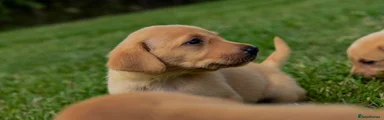 Labrador Retriever Puppy 1