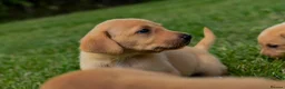 Labrador Retriever dogs for sale: Top Deep Red Quality Labrador Puppies KC Reg  - Advert 3