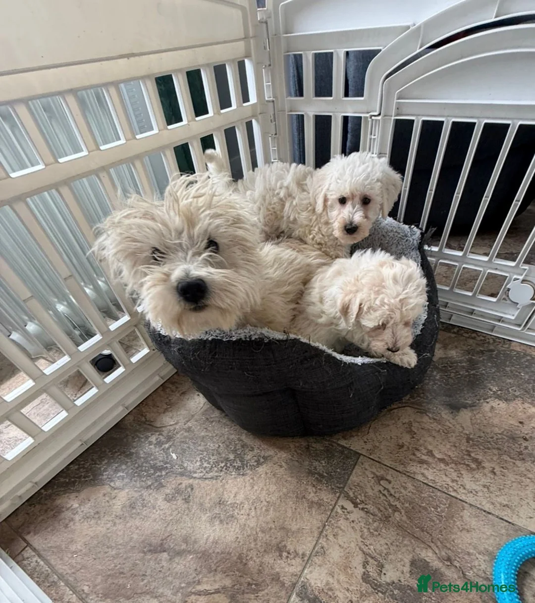 Westiepoo dogs for sale: Westipoo puppies - Advert 2