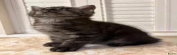 Mixed Breed cats for sale: 3 Dark grey mixed persian chinchilla kittens - Advert 16
