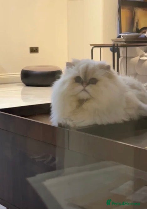 British Longhair cats China Import- British Longhair Golden Point ny1133 - Advert 1