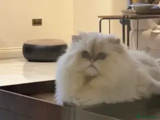 British Longhair cats China Import- British Longhair Golden Point ny1133 - Advert 1