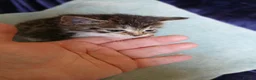 Mixed Breed cats for sale: Fluffy 8 week old kittens  - Advert 4