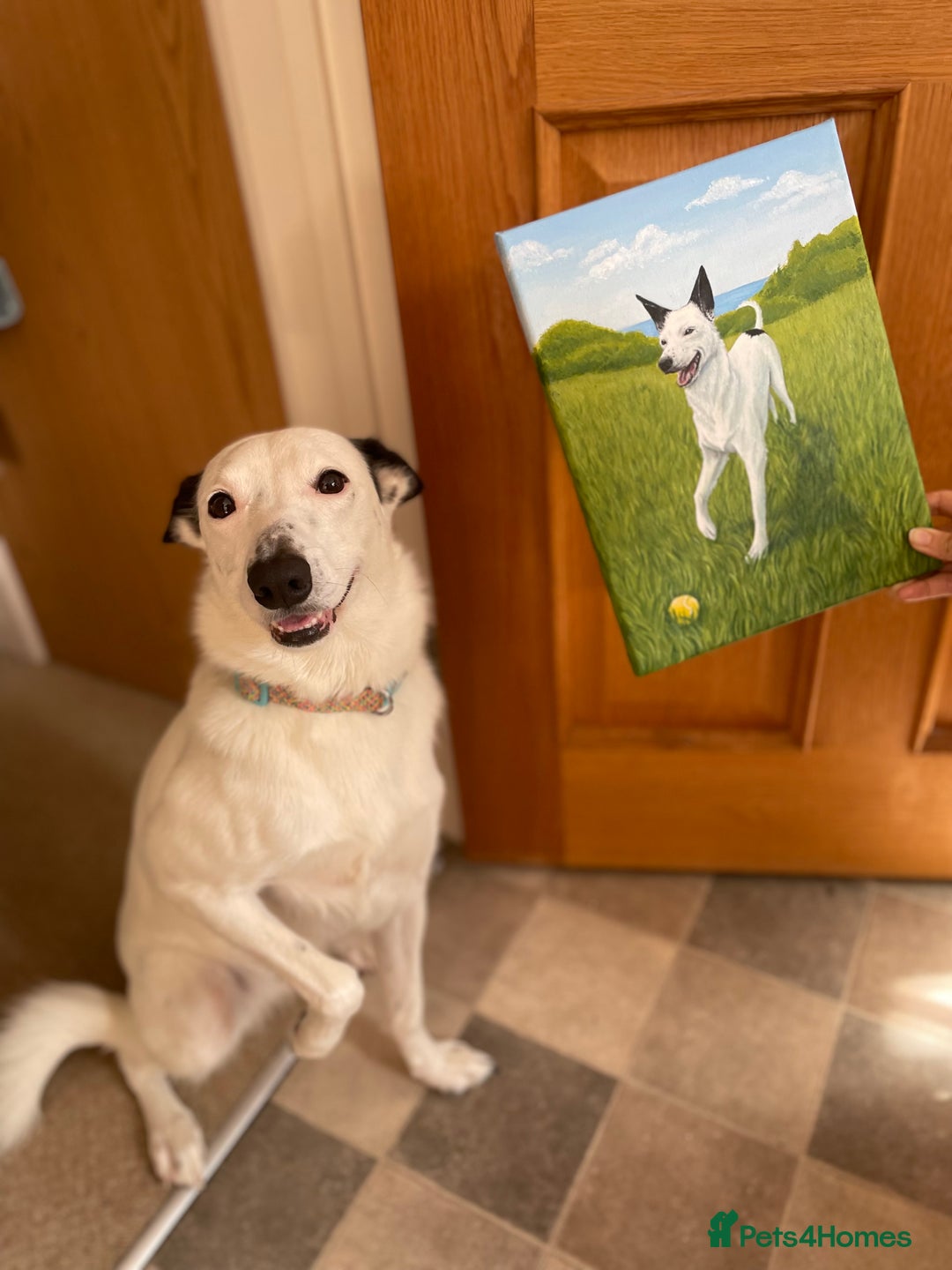 Border Collie dogs for sale: Koda is looking for her new home - Advert 6