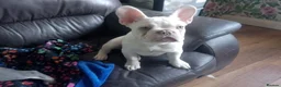 French Bulldog dogs for sale: french bulldog puppy - Advert 1