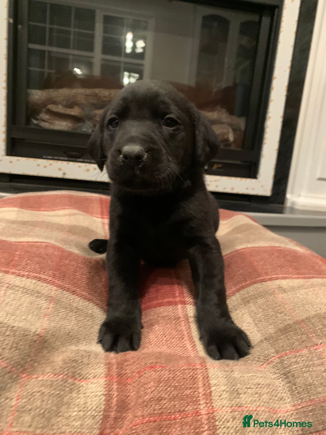Labrador Retriever dogs for sale: KC Registered Black Labradors - Advert 1